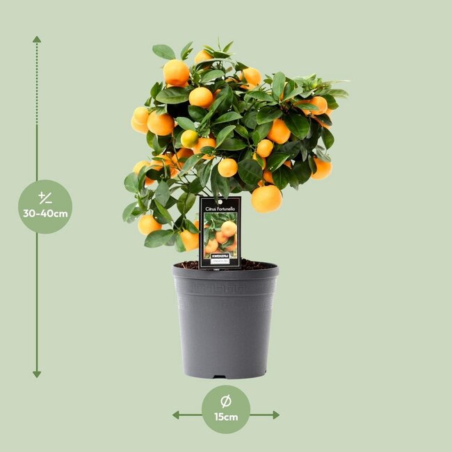 Citrus Calamondin tuinplant 40 cm potmaat 15 cm