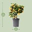 Citrus Calamondin garden plant 40 cm pot size 15 cm