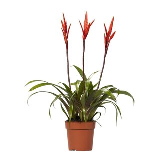 Koning Bamboe Vriesea Elan Toef Zimmerpflanze 55 cm