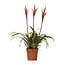 Vriesea Elan Toef Zimmerpflanze 55 cm Topfmaß 12 cm