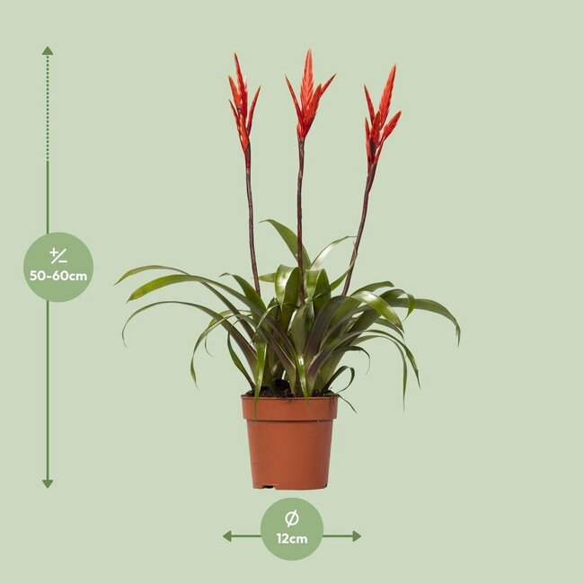 Vriesea Elan Toef kamerplant 55 cm potmaat 12 cm