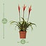 Vriesea Elan Toef kamerplant 55 cm potmaat 12 cm