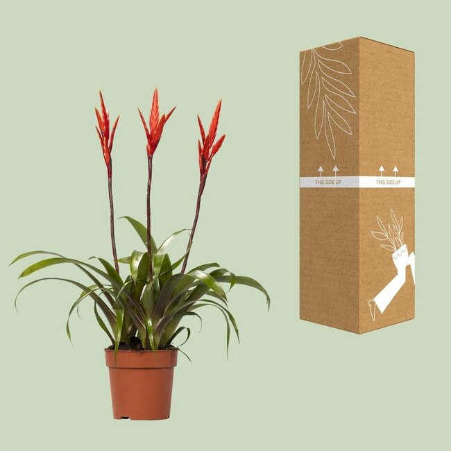 Vriesea Elan Toef kamerplant 55 cm potmaat 12 cm