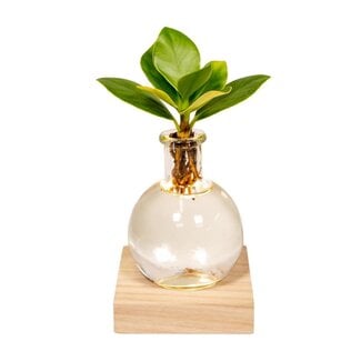 Koning Bamboe Clusia in Samoa Glas mit LED Beleuchtung Zimmerpflanze 10 cm
