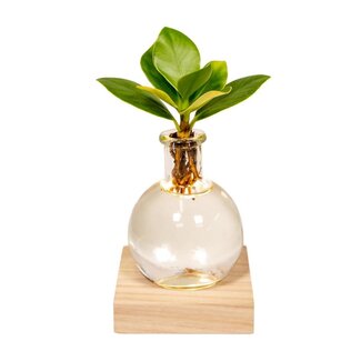 Koning Bamboe Clusia in Samoa glass with LED lighting houseplant 10 cm