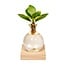 Clusia in Samoa Glas mit LED Beleuchtung Zimmerpflanze 10 cm