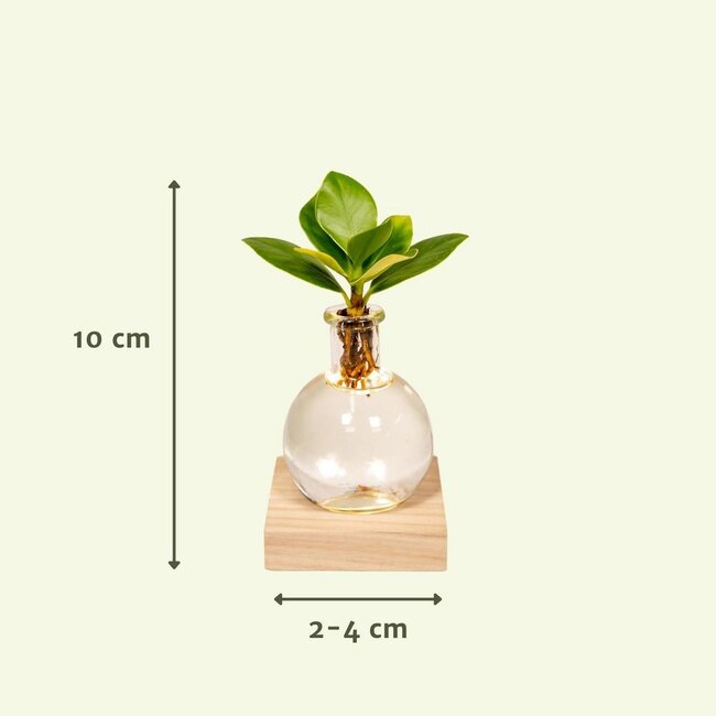 Clusia in Samoa glas met LED verlichting kamerplant 10 cm