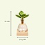 Clusia in Samoa glas met LED verlichting kamerplant 10 cm