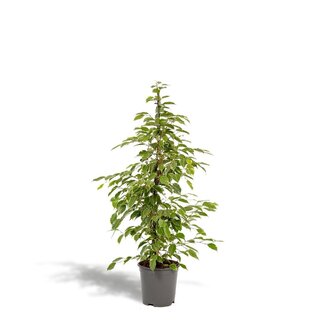 Koning Bamboe Ficus benjamina Goldenking kamerplant 95 cm