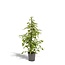 Ficus benjamina Goldenking kamerplant 95 cm potmaat 21 cm