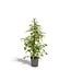 Ficus benjamina Goldenking Zimmerpflanze 95 cm Topfmaß 21 cm