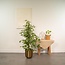 Ficus benjamina Goldenking houseplant 95 cm pot size 21 cm