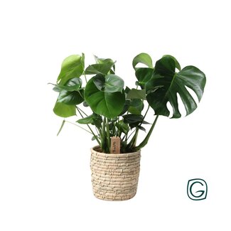 Koning Bamboe Monstera In Basket Palmleaf houseplant 60 cm