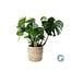 Monstera In Basket Palmleaf kamerplant 60 cm potmaat 21 cm