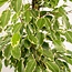 Ficus benjamina Goldenking houseplant 95 cm pot size 21 cm