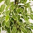 Ficus benjamina Goldenking Zimmerpflanze 95 cm Topfmaß 21 cm