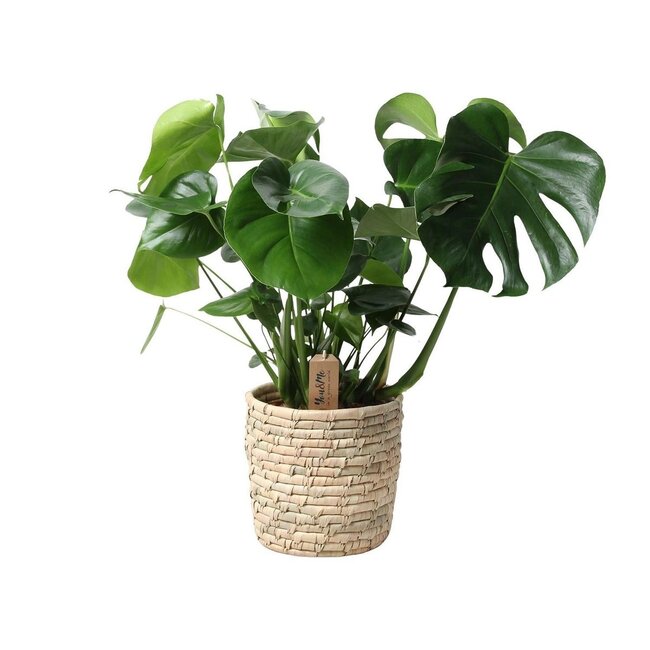 Monstera In Basket Palmleaf kamerplant 60 cm potmaat 21 cm