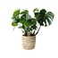 Monstera In Basket Palmleaf Zimmerpflanze 60 cm Topfmaß 21 cm