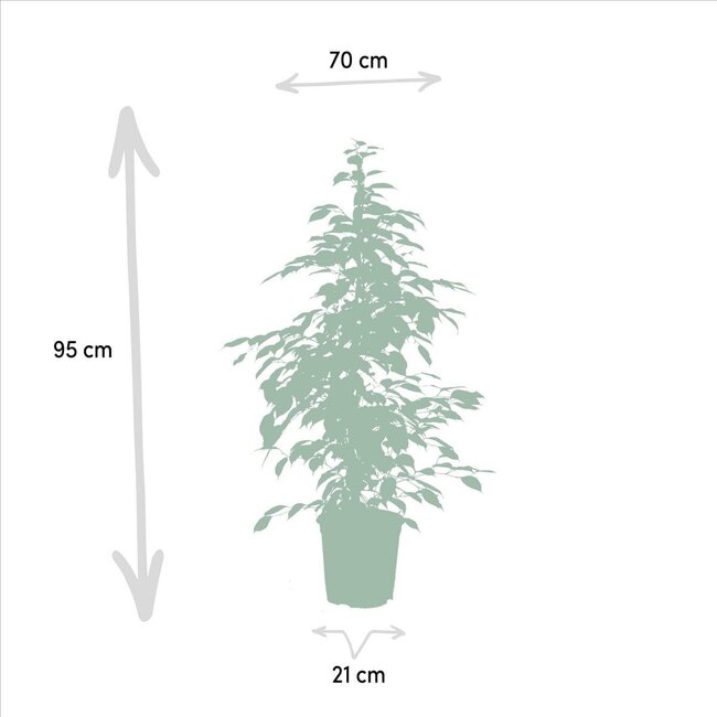 Ficus benjamina Goldenking houseplant 95 cm pot size 21 cm