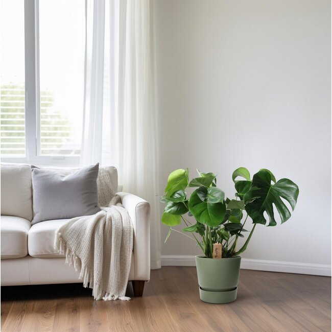 Monstera In Basket Palmleaf kamerplant 60 cm potmaat 21 cm