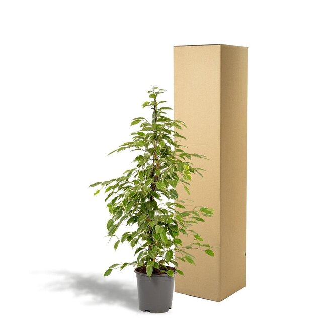 Ficus benjamina Goldenking kamerplant 95 cm potmaat 21 cm