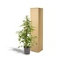 Ficus benjamina Goldenking Zimmerpflanze 95 cm Topfmaß 21 cm