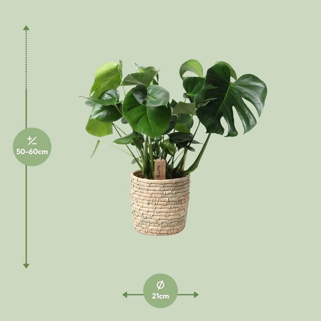 Monstera In Basket Palmleaf kamerplant 60 cm potmaat 21 cm