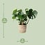 Monstera In Basket Palmleaf houseplant 60 cm pot size 21 cm