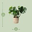 Monstera In Basket Palmleaf kamerplant 60 cm potmaat 21 cm