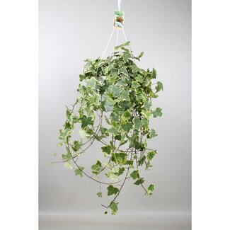 Koning Bamboe Hedera Helix Gold Child Hang/XXL kamerplant