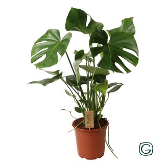 Koning Bamboe Monstera Deliciosa Zimmerpflanze 60 cm