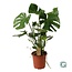 Monstera Deliciosa kamerplant 60 cm potmaat 21 cm