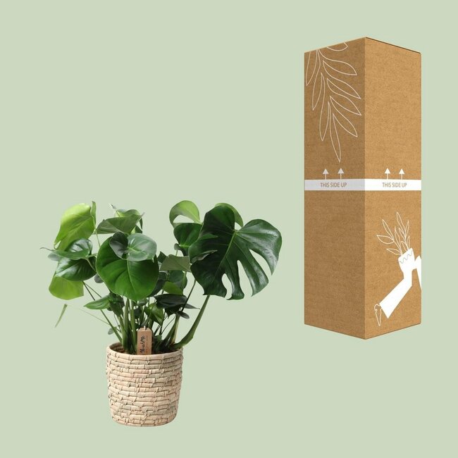 Monstera In Basket Palmleaf kamerplant 60 cm potmaat 21 cm