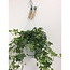 Hedera Helix groen hangpot wit / Basic kamerplant potmaat 17 cm
