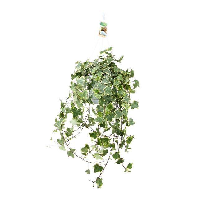 Hedera Helix Gold Child Hang/XXL houseplant pot size 24 cm