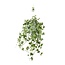 Hedera Helix Gold Child Hang/XXL houseplant pot size 24 cm