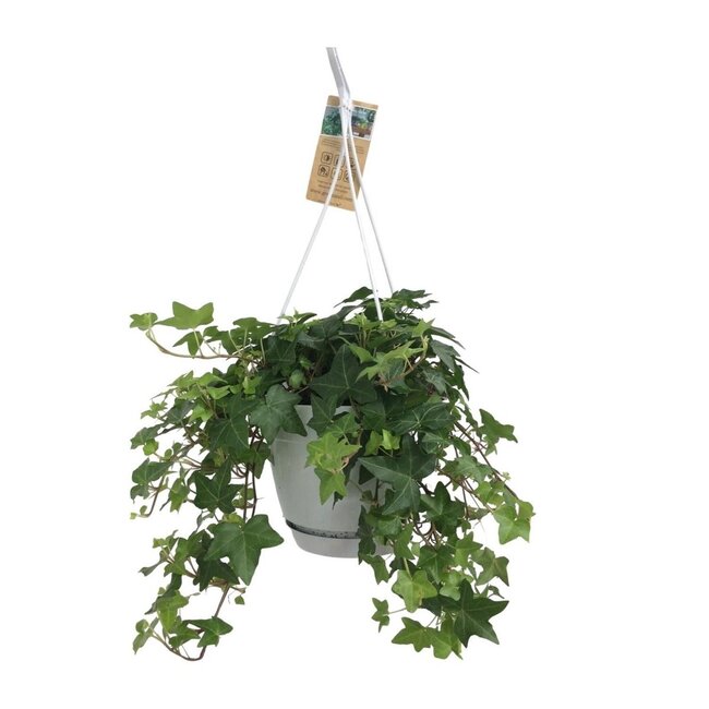 Hedera Helix groen hangpot wit / Basic kamerplant potmaat 17 cm