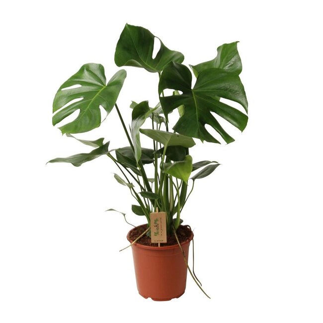 Monstera Deliciosa kamerplant 60 cm potmaat 21 cm