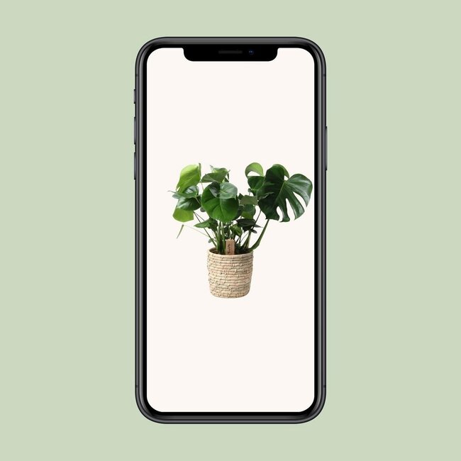 Monstera In Basket Palmleaf houseplant 60 cm pot size 21 cm