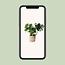 Monstera In Basket Palmleaf kamerplant 60 cm potmaat 21 cm