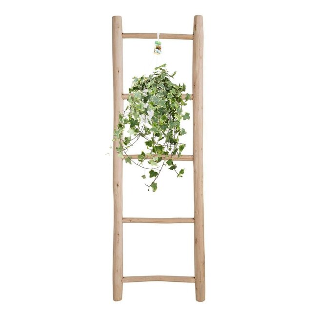 Hedera Helix Gold Child Hang/XXL kamerplant potmaat 24 cm