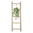 Hedera Helix Gold Child Hang/XXL houseplant pot size 24 cm
