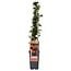 Pyracantha Orange Glow garden plant 65 cm pot size 15 cm