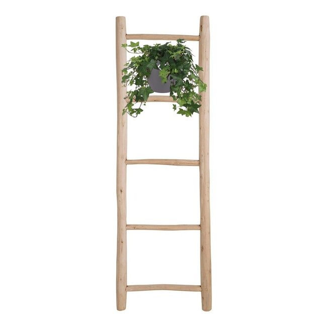 Hedera Helix green hanging pot white / Basic houseplant pot size 17 cm