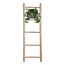 Hedera Helix grün Hängetopf weiß / Basic Zimmerpflanze Topfmaß 17 cm