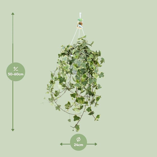Hedera Helix Gold Child Hang/XXL kamerplant potmaat 24 cm