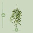 Hedera Helix Gold Child Hang/XXL kamerplant potmaat 24 cm