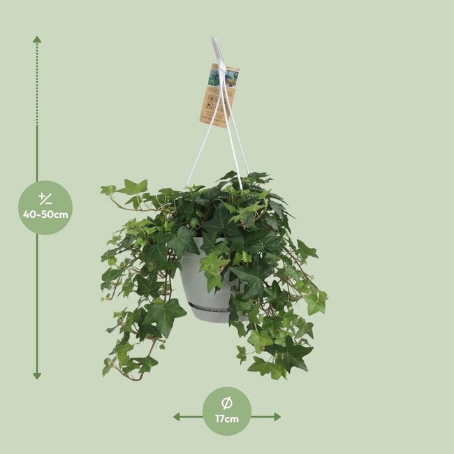 Hedera Helix green hanging pot white / Basic houseplant pot size 17 cm