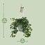 Hedera Helix green hanging pot white / Basic houseplant pot size 17 cm