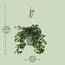 Hedera Helix grün Hängetopf weiß / Basic Zimmerpflanze Topfmaß 17 cm